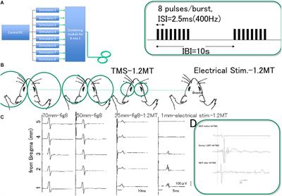 Non-invasive High Frequency Repetitive Transcranial Magnetic Stimulation (hfrTMS) Robustly Activates Molecular Pathways Implicated in Neuronal Growth and Synaptic Plasticity in Select Populations of Neurons